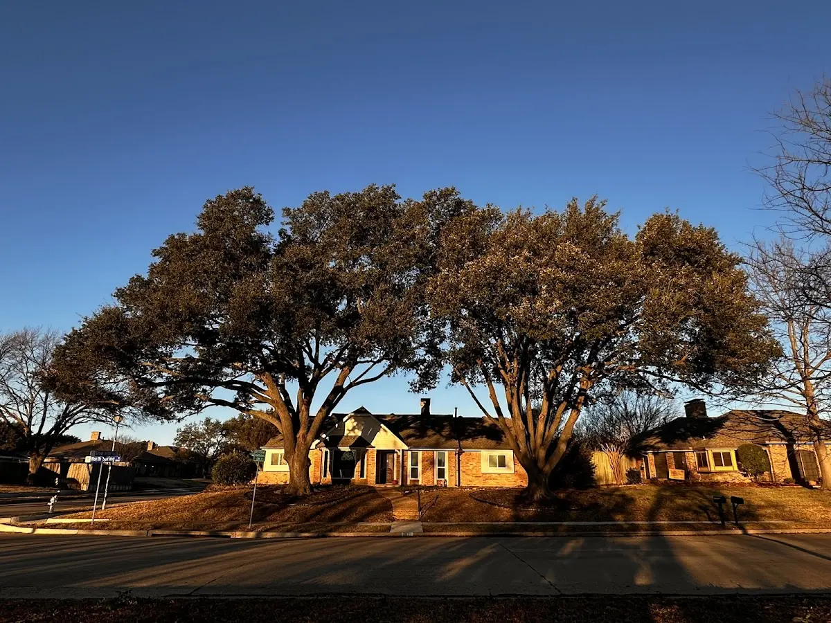 Established residential canopy tree shading a home in Richmond